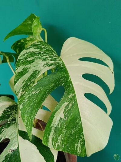 Monstera-Albo-Variegata-3x4-Product-Peppyflora-01-e-Moz