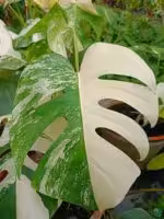 Monstera-Albo-Variegata-3x4-Product-Peppyflora-01-h-Moz