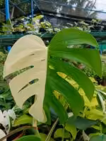 Monstera-Albo-Variegata-3x4-Product-Peppyflora-01-i-Moz