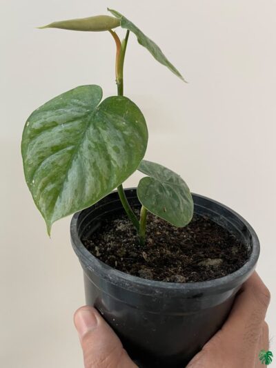 philodendron-brandtianum-wild-form-for-sale-peppyflora