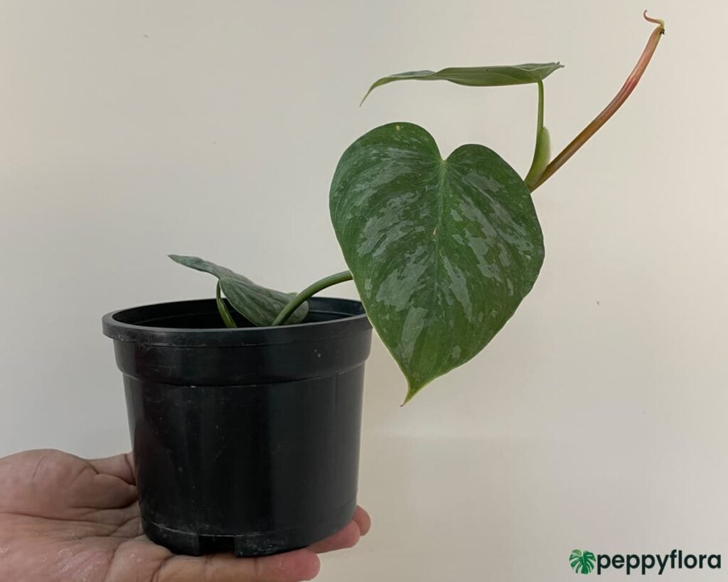Philodendronbrandtianumwildformproductpeppyflora02Amoz