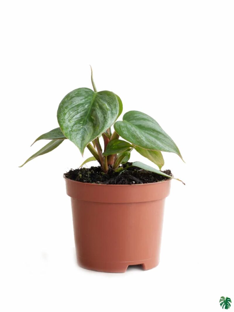 Philodendron Sodiroi 3X4 Product Peppyflora 01 A Moz