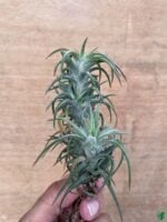 Tillandsia-Ionantha-Vanhyningii-3x4-Product-Peppyflora-01-a-Moz