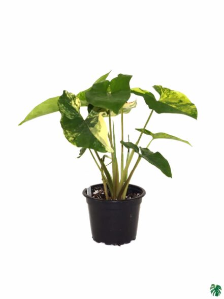 Buy Syngonium Aurea Variegata Online | Peppyflora®