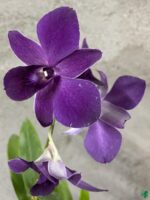 Dendrobium-Blue-Sapphire-x-Blue-Angel-3x4-Product-Peppyflora-01-a-Moz