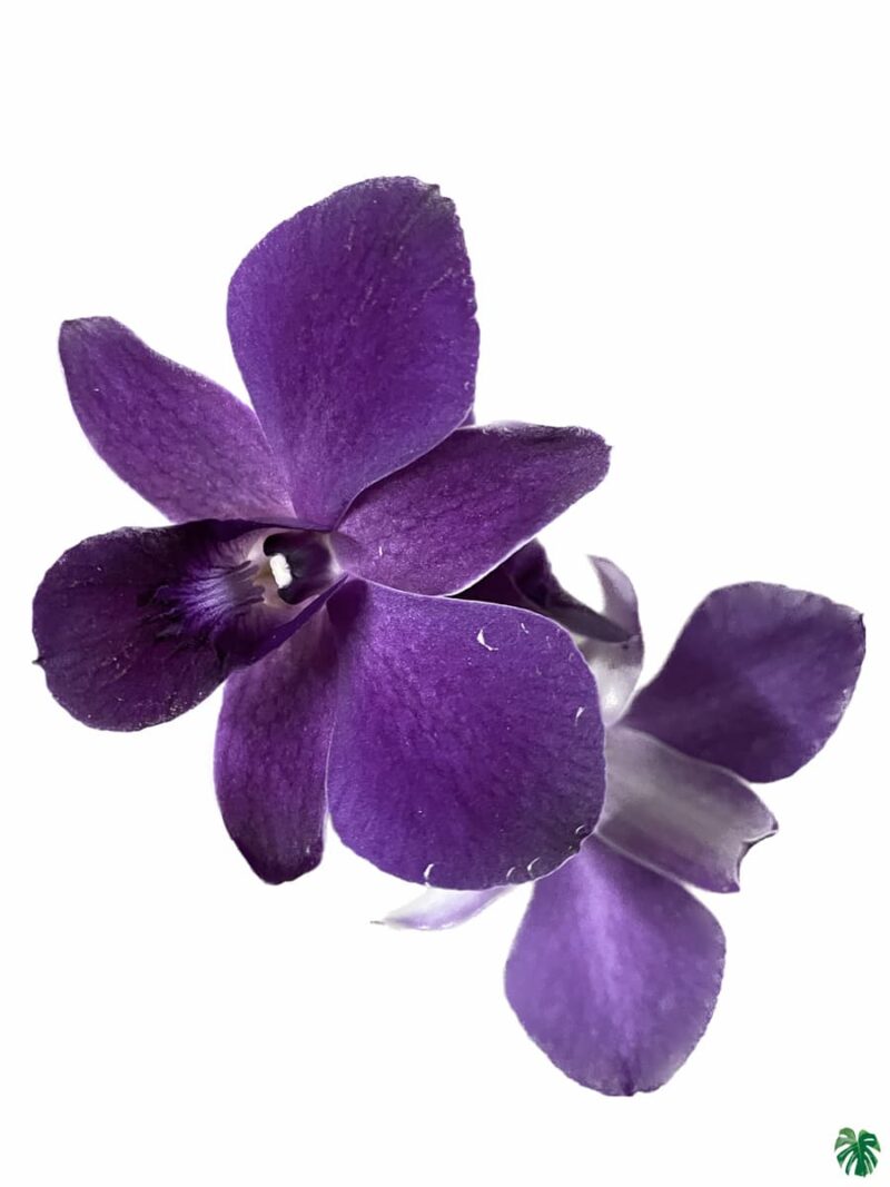Dendrobium-Blue-Sapphire-x-Blue-Angel-3x4-Product-Peppyflora-01-b-Moz