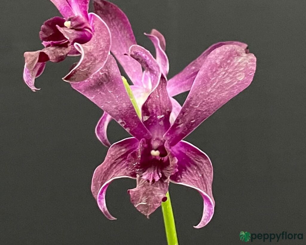 Dendrobium-Caesar-Red-Captain-Junior-Product-Peppyflora-02-Moz