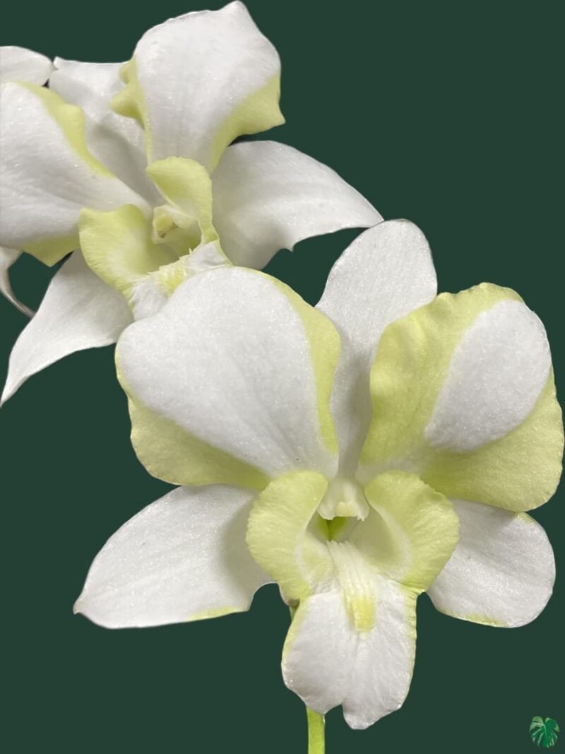 Dendrobium-Erawan-Green-3x4-Product-Peppyflora-01-a-Moz