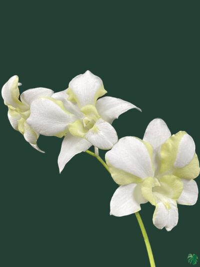 Dendrobium-Erawan-Green-3x4-Product-Peppyflora-01-b-Moz