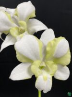 Dendrobium-Erawan-Green-3x4-Product-Peppyflora-01-c-Moz