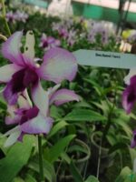 Dendrobium-Hawaii-Fancy-3x4-Product-Peppyflora-01-a-Moz