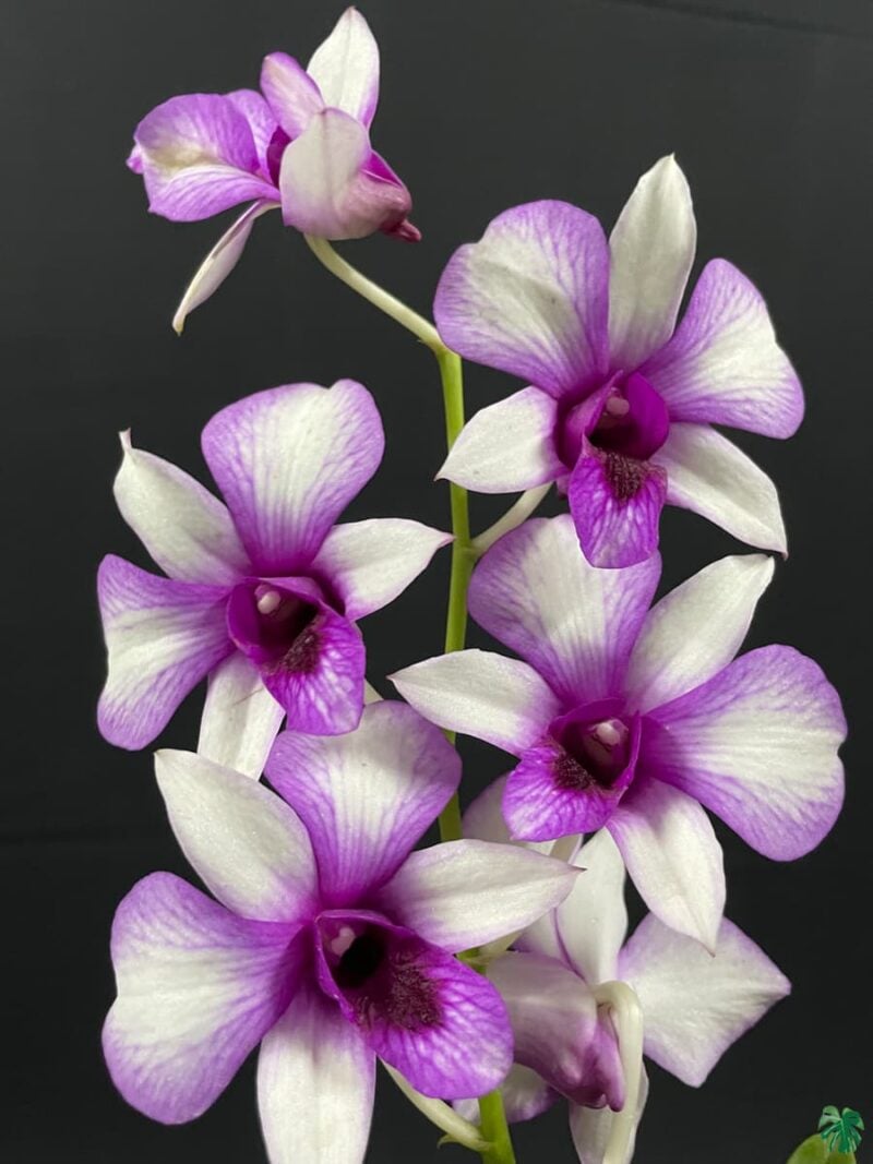 Dendrobium Hawaii Fancy 3X4 Product Peppyflora 01 B Moz
