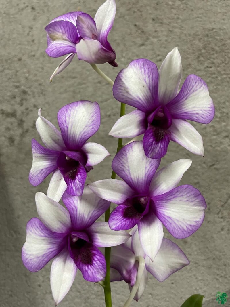 Dendrobium-Hawaii-Fancy-3x4-Product-Peppyflora-01-c-Moz