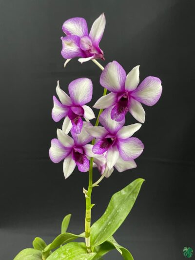 Dendrobium-Hawaii-Fancy-3x4-Product-Peppyflora-01-d-Moz