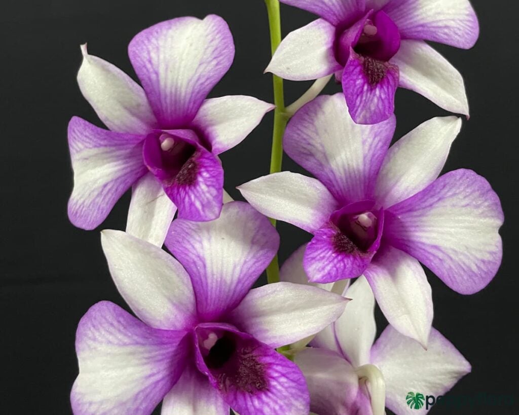 Dendrobium Hawaii Fancy Product Peppyflora 02 Moz