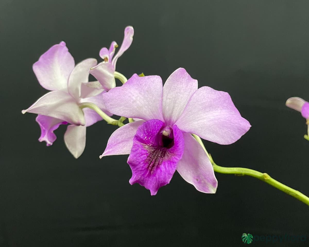 Buy Dendrobium Ocean Blue Online | Peppyflora®