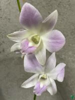 Dendrobium-Pink-Happy-3x4-Product-Peppyflora-01-a-Moz