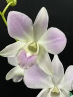 Dendrobium-Pink-Happy-3x4-Product-Peppyflora-01-d-Moz