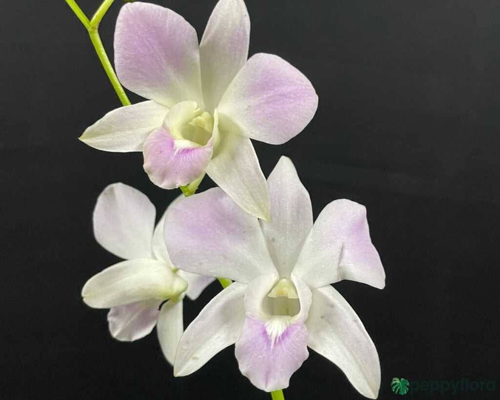 Dendrobium Pink Happy Product Peppyflora 02 Moz