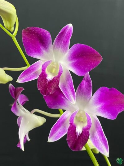 Dendrobium-Sonia-Red-3x4-Product-Peppyflora-01-a-Moz