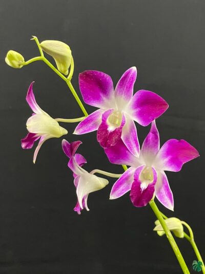 Dendrobium-Sonia-Red-3x4-Product-Peppyflora-01-b-Moz