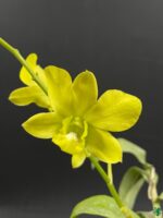 Dendrobium-Thongchai-Gold-x-Udom-Yellow-3x4-Product-Peppyflora-01-c-Moz