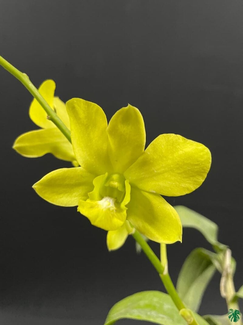 Dendrobium Thongchai Gold X Udom Yellow 3X4 Product Peppyflora 01 C Moz