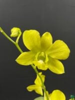 Dendrobium-Thongchai-Gold-x-Udom-Yellow-3x4-Product-Peppyflora-01-d-Moz