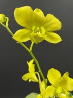 Dendrobium-Thongchai-Gold-x-Udom-Yellow-3x4-Product-Peppyflora-01-e-Moz