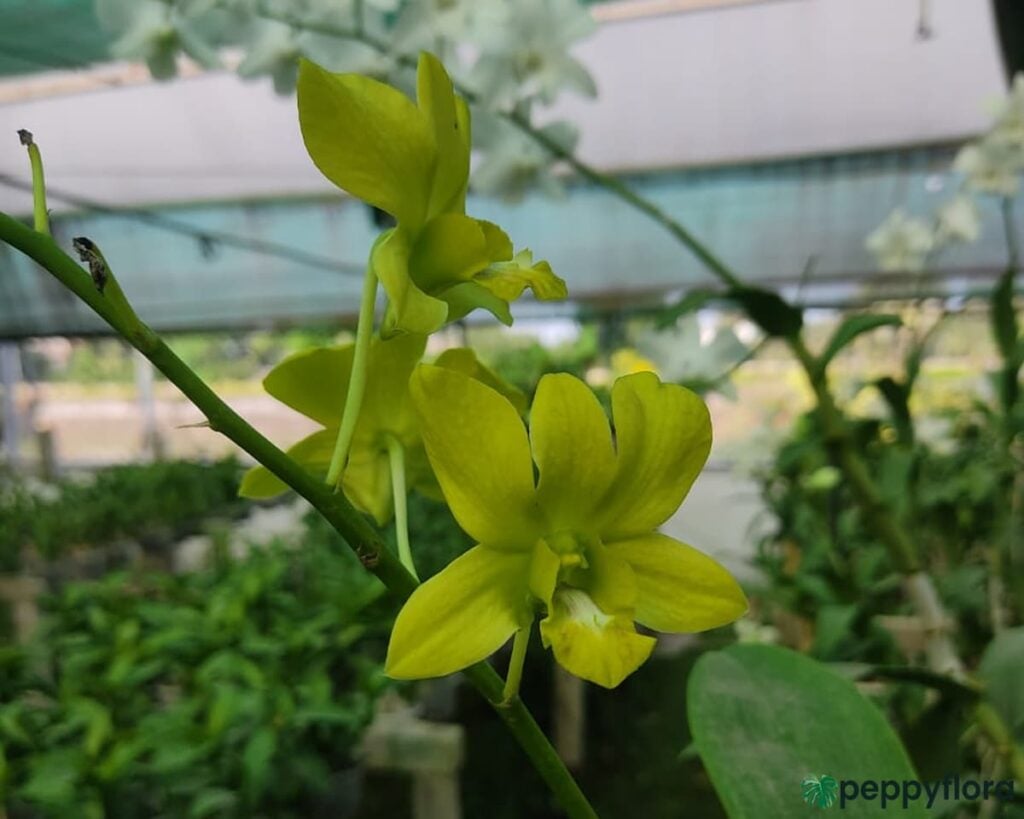 Dendrobium Thongchai Gold X Udom Yellow Product Peppyflora 02 Moz