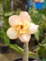 Grafted Adenium Double Petal Desert Sand - PFR5