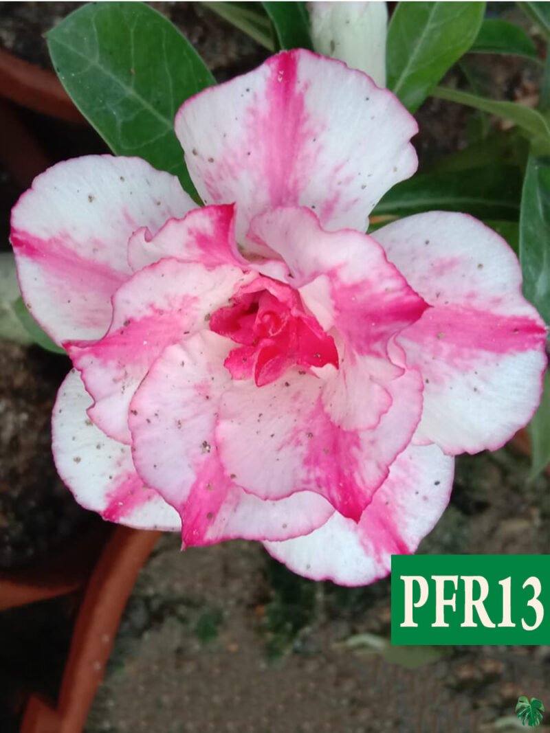 Grafted Adenium Bonsai Double Petal Magenta Pink White Pfr13 3X4 Product Peppyflora 01 A Moz