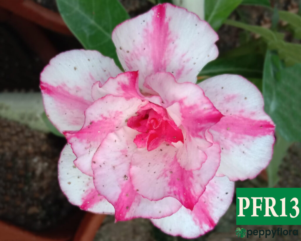 Grafted Adenium Bonsai Double Petal Magenta Pink White Pfr13 Product Peppyflora 02 Moz