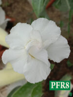 Grafted-Adenium-Bonsai-Double-Petal-White-PFR8-Product-Peppyflora-01-a-Moz