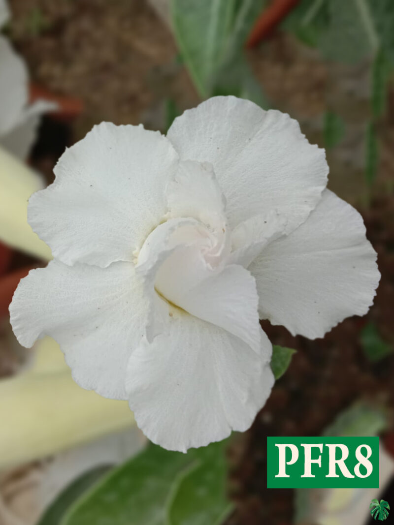 Grafted Adenium Bonsai Double Petal White Pfr8 Product Peppyflora 01 A Moz