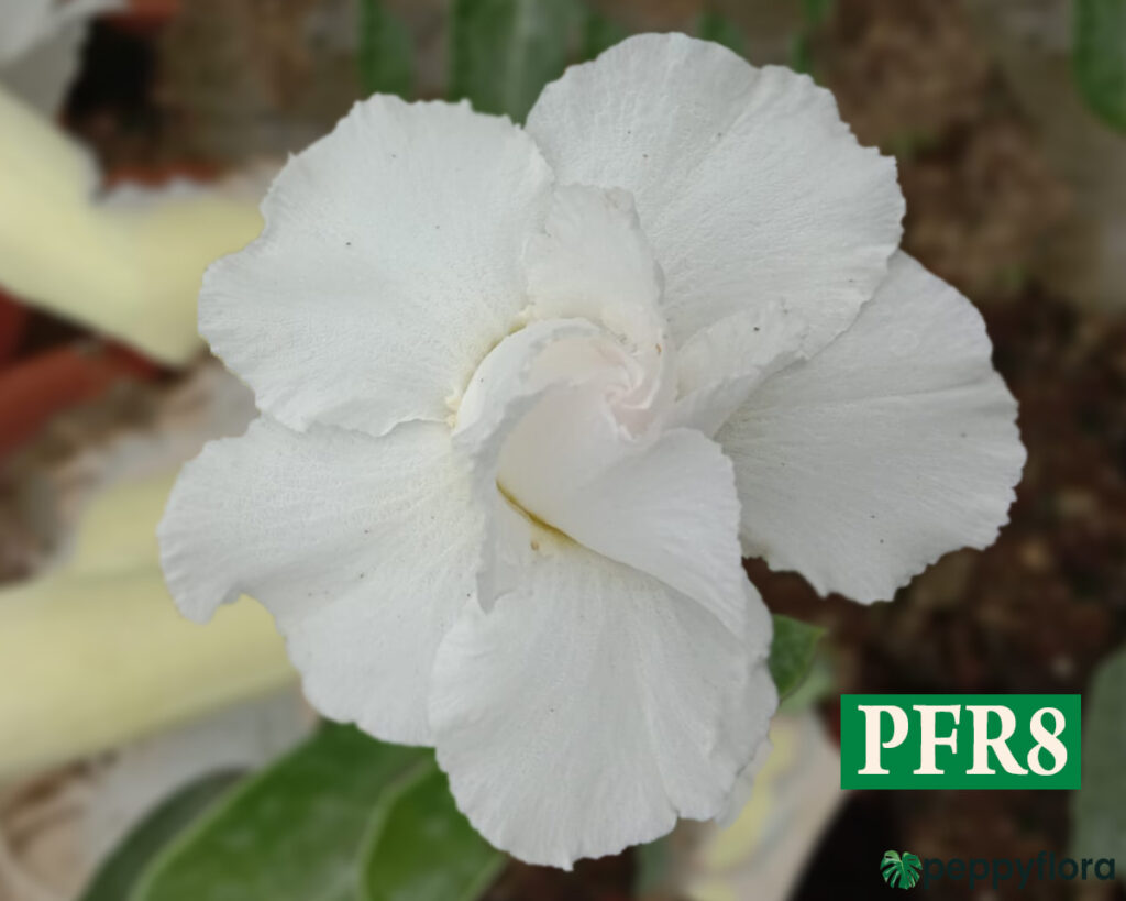 Grafted Adenium Bonsai Double Petal White Pfr8 Product Peppyflora 02 Moz