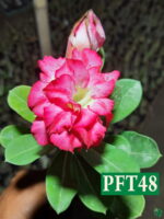 Grafted-Adenium-Bonsai-Double-Petal-Winter-Sky-Pink-PFT48-3x4-Product-Peppyflora-01-a-Moz