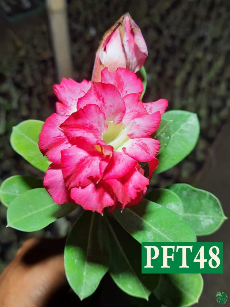 Grafted Adenium Bonsai Double Petal Winter Sky Pink Pft48 3X4 Product Peppyflora 01 A Moz