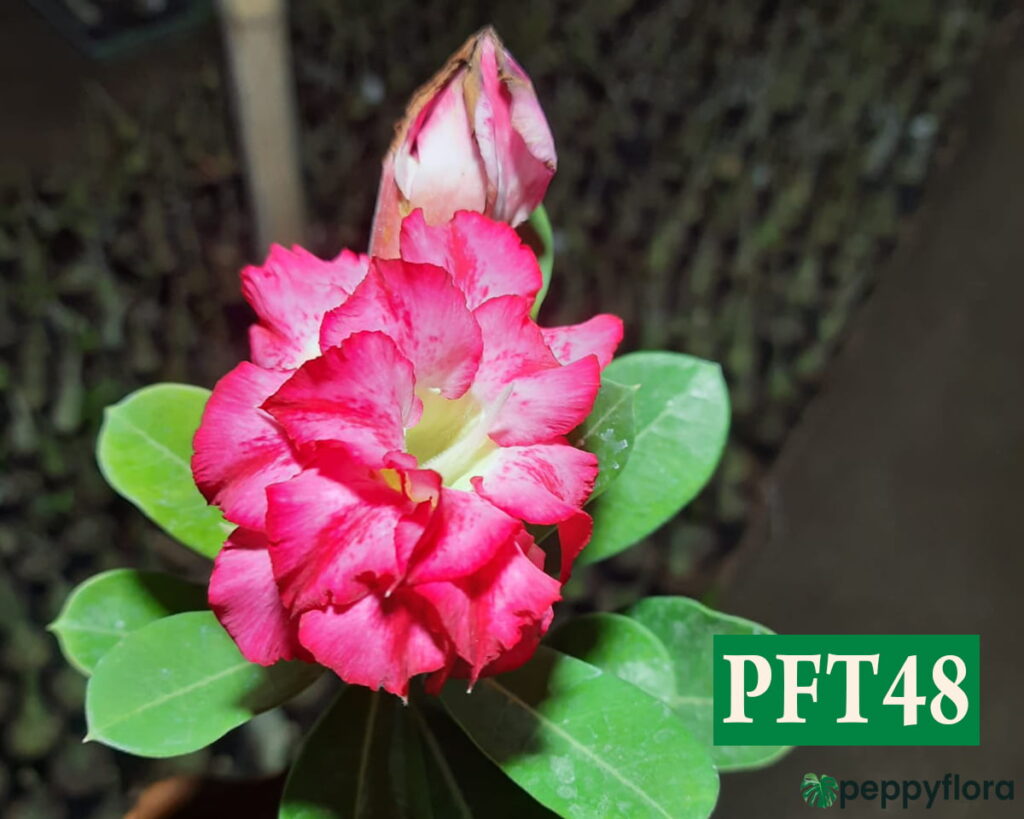 Grafted Adenium Bonsai Double Petal Winter Sky Pink Pft48 Product Peppyflora 02 Moz
