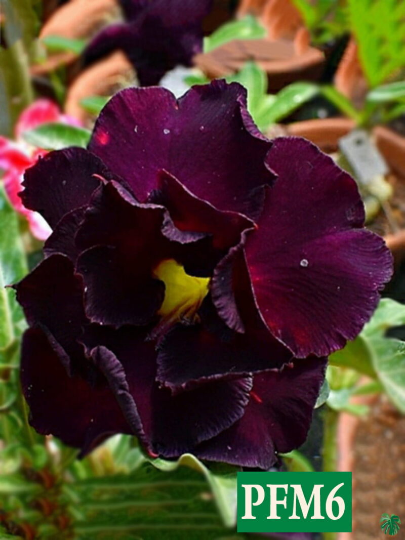 Grafted Adenium Bonsai Plant Double Petal Dark Purple Pfm6 Product Peppyflora 01 A Moz