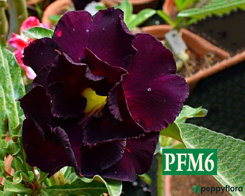 Grafted Adenium Bonsai Plant Double Petal Dark Purple Pfm6 Product Peppyflora 02 Moz