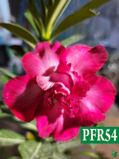 Grafted-Adenium-Bonsai-Triple-Petal-Barbie-Pink-PFR54-3x4-Product-Peppyflora-01-a-Moz