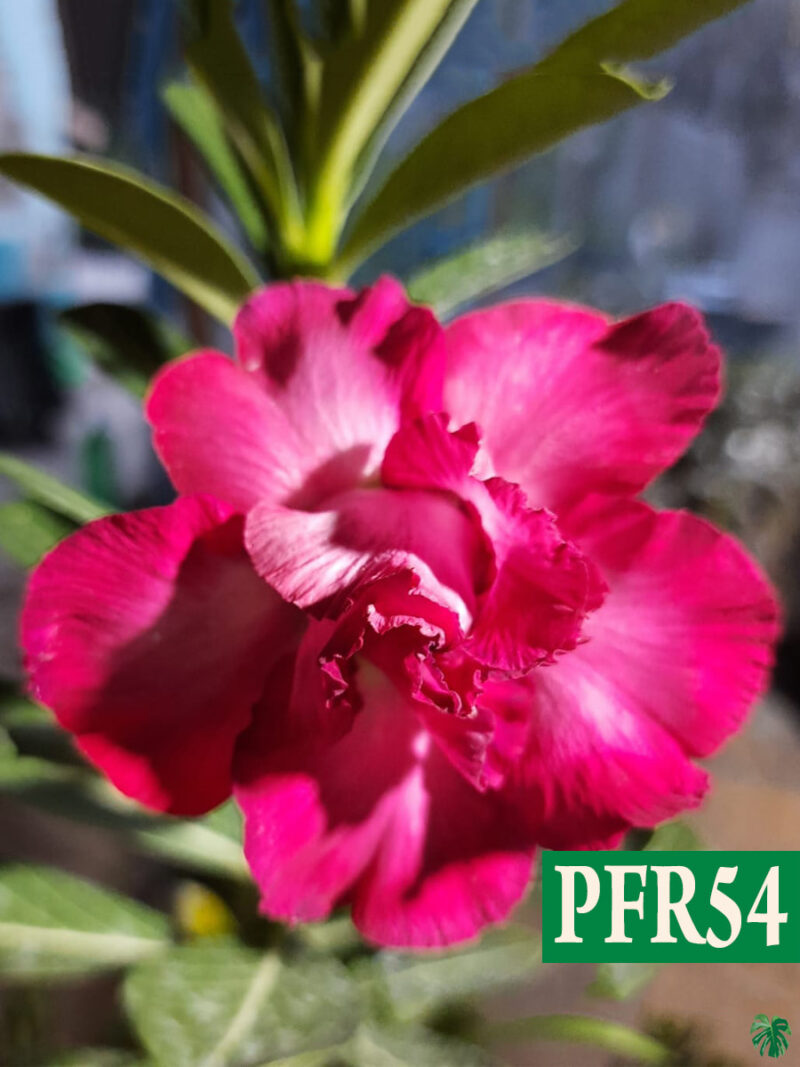 Grafted Adenium Bonsai Triple Petal Barbie Pink Pfr54 3X4 Product Peppyflora 01 A Moz