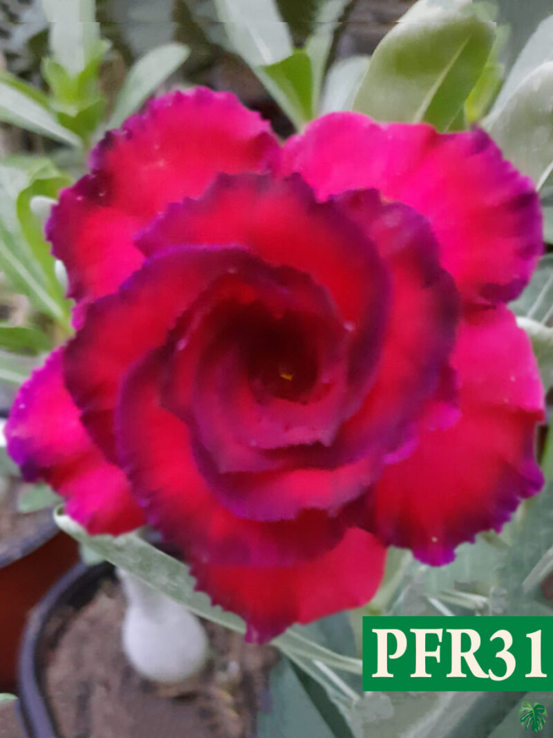 Grafted Adenium Bonsai Triple Petal Crimson Pink Pfr31 Product Peppyflora 01 A Moz