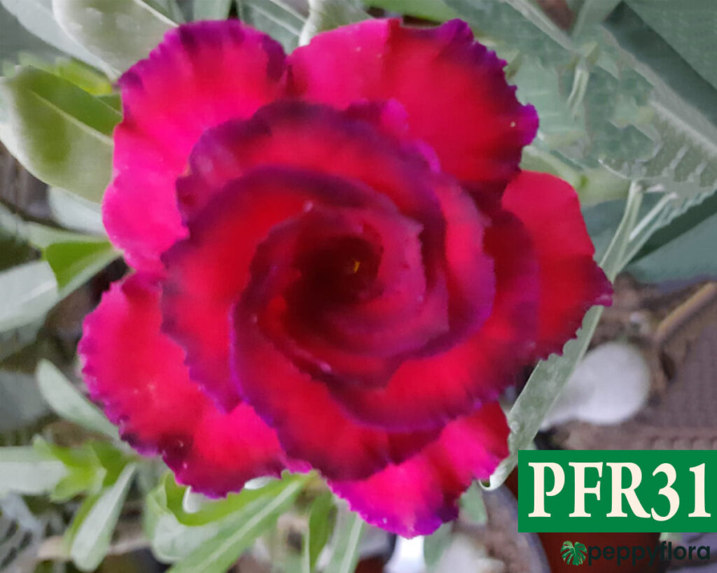 Grafted Adenium Bonsai Triple Petal Crimson Pink Pfr31 Product Peppyflora 02 Moz