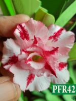 Grafted-Adenium-Bonsai-Triple-Petal-Crimson-Red-White-PFR42-3x4-Product-Peppyflora-01-a-Moz