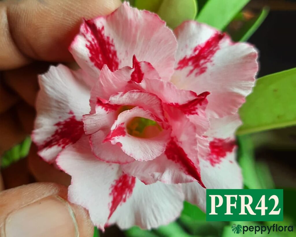 Grafted Adenium Bonsai Triple Petal Crimson Red White Pfr42 Product Peppyflora 02 Moz