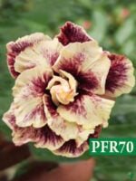 Grafted-Adenium-Bonsai-Triple-Petal-Dark-Chocolate-Desert-Sand-PFR70-3x4-Product-Peppyflora-01-a-Moz