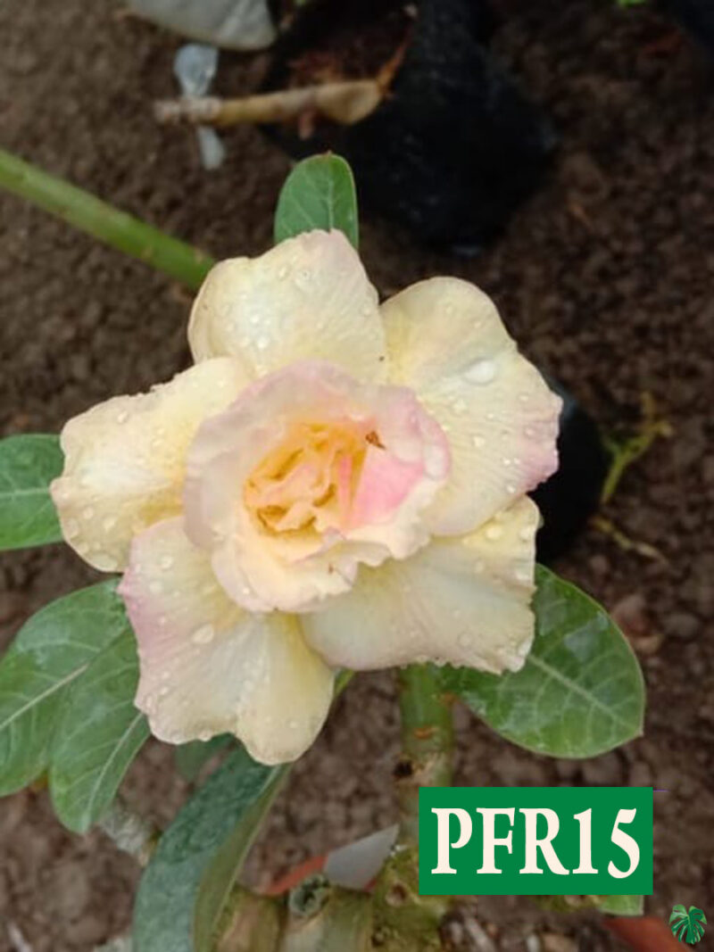 Grafted Adenium Bonsai Triple Petal Desert Sand Pfr15 Product Peppyflora 01 A Moz