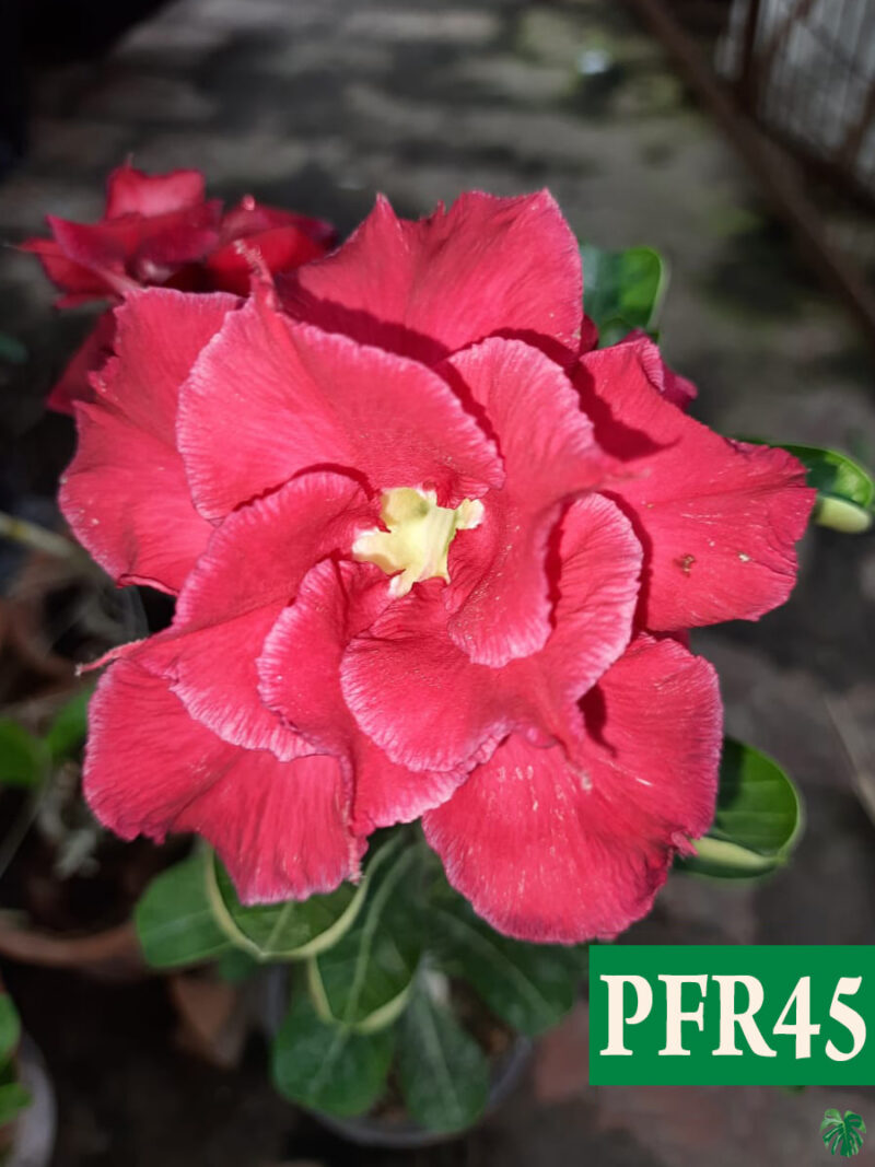 Grafted Adenium Bonsai Triple Petal Desire Red Pfr45 3X4 Product Peppyflora 01 A Moz
